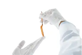 生态虫草时代到来，东阳光冬虫夏草引领产业转型升级图片