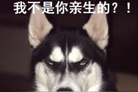 完了！我家狗以为是我亲生的，这还有救吗？图片