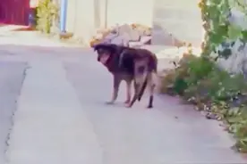 狗狗知道自己大限将至，主动的离开主人，一边走一边流泪，泪目…图片