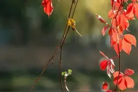 散文：能治愈自己的从来不是时间，内心的释怀才是真正的解脱图片