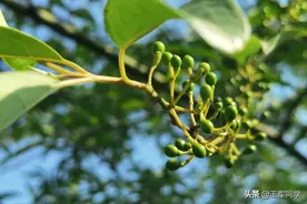 湖北的老乡们，你们爱吃的野生木姜子可以摘啦图片