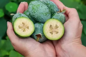 院子里种这五款果树，成本低，好养活，结果多，自己种着吃才实惠图片