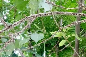 蚧壳虫不好防治？用好5个配方，可轻松搞定蚧壳虫图片