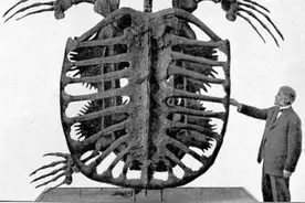 史前巨龟，世界最大的龟，近20平方米的身躯托不起整个世界图片