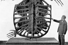 史前巨龟，世界最大的龟，近20平方米的身躯托不起整个世界图片