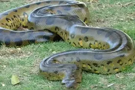 世界上体型最大的蛇有多大？秦岭传说中的“盘山蟒”真的存在吗？图片