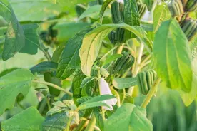 “过了夏至不栽田”！夏至后4种作物不宜种植，民间农谚给出答案图片