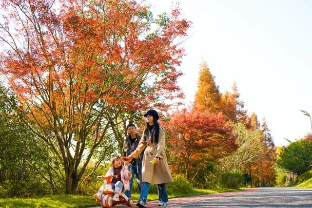 双龙生态公园：30余种彩叶植物，让“层林尽染”具象化