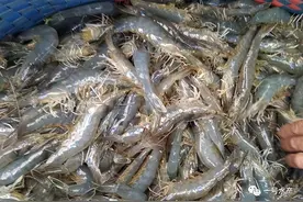 投喂饲料，成为养虾的关键！但是这些技巧，很多养殖户并不了解图片