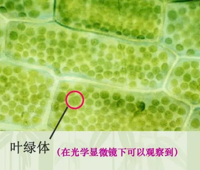 叶绿体到底在叶片中的哪个部位，你的知识储备正确吗？