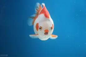 鱼缸水泵的选择，上滤篇图片