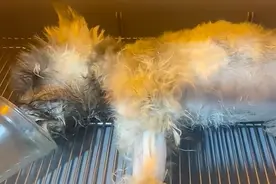 害死狗狗的不是布洛芬，而是主人的粗心大意图片