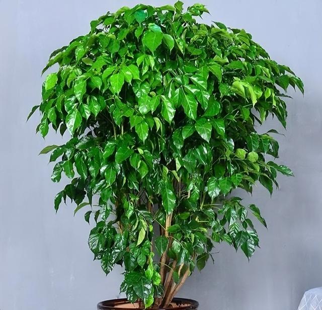 家中可养"6种花",吉利喜庆财运来,旺盛好养美观,大家都喜欢