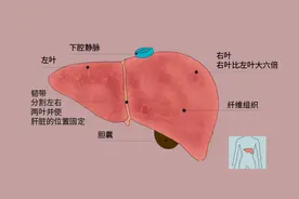 谷丙转氨酶达到多少，怀疑存在肝癌？40岁后，建议早筛、早诊图片
