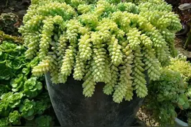 夏天养多肉，5招“避暑法”，不化水不黑腐，个个肥嘟嘟图片