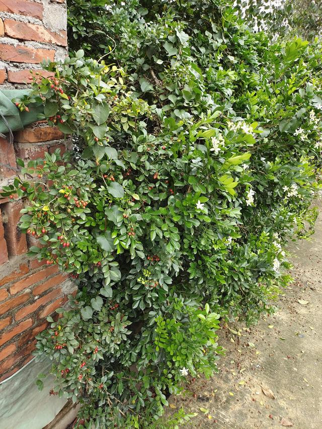 想让九里香花开满枝，这6点要做好，4月后一直开花