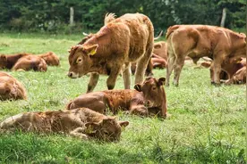 牛为何会把肚子里吃进去的东西又返回口中咀嚼？这是什么操作？图片