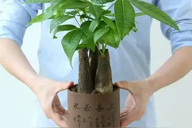 冬季发财树叶子发黄枯萎不用慌，这几点挽救措施帮您忙图片