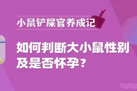 让我看看，还有谁不知道怎么判断大小鼠性别及是否怀孕？图片