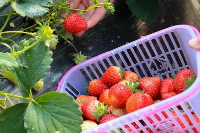 鏄椂鍊欎簡锛侀噾灞扁€滄按鏋滄潙鈥濈殑鑽夎帗锛岀瓑浣犳潵鎽樷啋