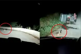 男子深夜开车遇兔子“引路”，逐渐放缓车速，一转弯让他惊呆了图片