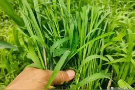 玉米除草失败杂草多，用这个除草剂进行补喷，除干净还不伤玉米图片