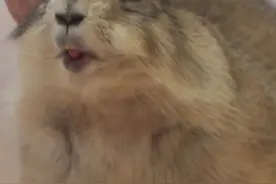 养新宠啦！土拨鼠憨厚呆萌惹人爱图片