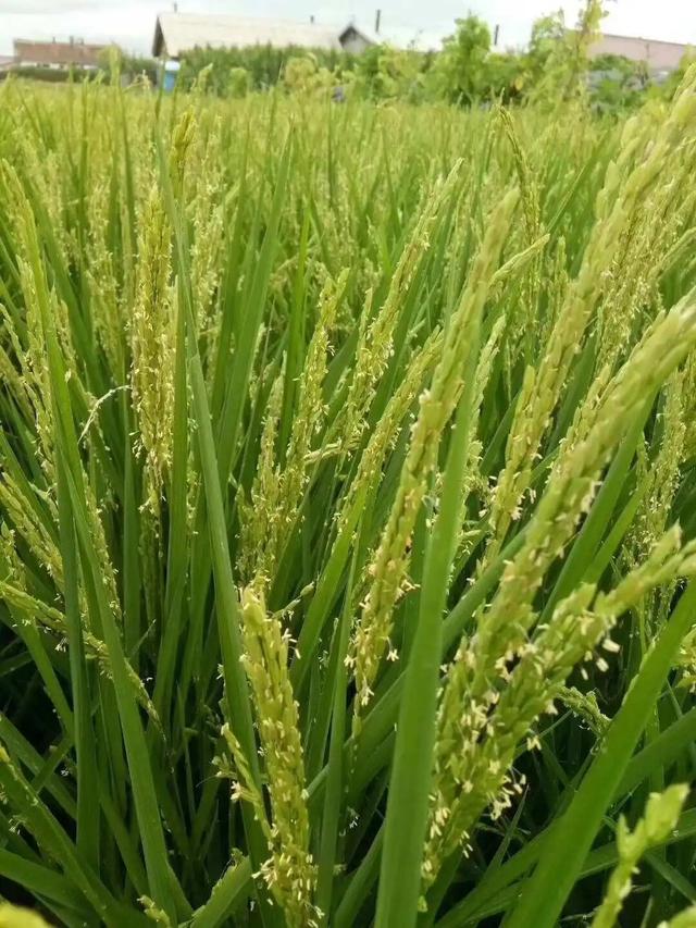 水稻一生的生长周期，你知道吗