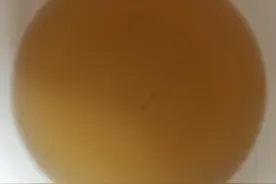 健脾养胃，清热祛湿，安神养心的四神汤图片