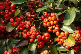 绿化带常见的红果子，过去却是穷苦人的“救命粮”，你吃过吗？图片