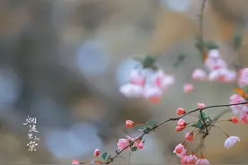 顾城经典诗句摘抄：图片