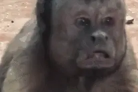 大神们的神评论回复图片