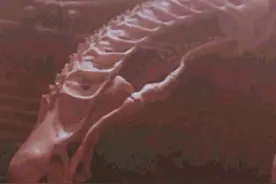 《铁血战士2》中的头骨是什么？他们还猎杀过什么？图片