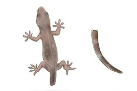 粉身碎骨都杀不死的生物，科学家想让人类也能拥有这样的逆天能力图片