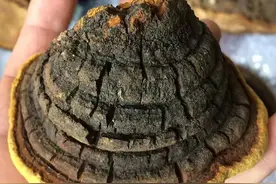 桑树上看到这桑黄请保护好，它称为森林软黄金，高达1000元一斤图片