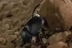 古埃及时期的屎壳郎图片