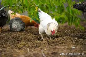 给鸡喂这3种常见草药，解决养鸡肠道大问题图片