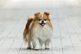 狗狗骨折多少钱能治好？要注意什么？图片