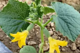 黄瓜的“花打顶”是生理性病害，却是人为造成的，补救有4种方法图片