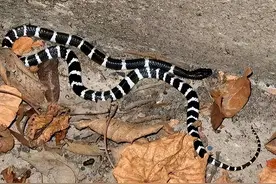 陕西一女孩两次网购剧毒银环蛇被咬伤致死，父母索赔150万，法院这样判图片