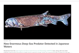 罕见！日本发现新鱼种，2米多长，“深海蛋白库”从何而来？图片