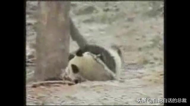 熊猫：真实存在的上古恐惧，为什么只有人类觉得大熊猫很可爱？