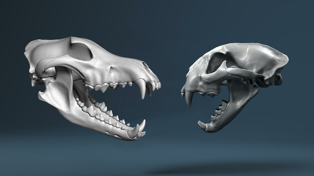 北美兽王争霸：狼群抢劫杀害美洲狮，美洲狮趁狼落单要它命