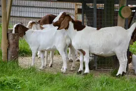 山羊的4大生活习性，掌握好了，养羊得心应手！图片