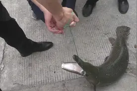 河南人工湖中发现“水怪”，嘴里长满尖牙，攻击性极强，哪来的？图片