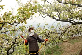 果树打药，4种行为容易引发药害，果农用药时需要注意图片