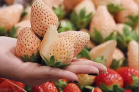 揭开白草莓“神秘”面纱，它是大自然的馈赠，也是农科人员的心血图片