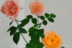 就这样忍受着疼痛让我感觉我还是完整的图片