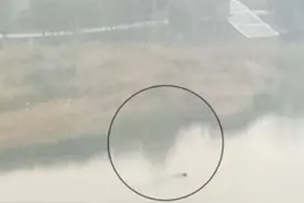 可怕！广西北海突发不明物种伤人事件，被咬者伤口飙血不止图片