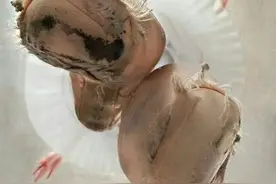 考考你的眼力：这些很容易看错的照片，绝对没有PS哦！图片